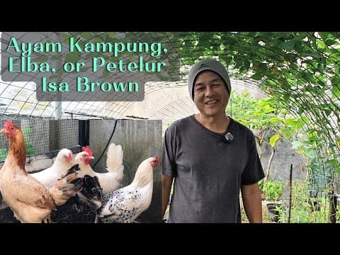 Thumbnail video Unggul Mana: Ayam Kampung, Ayam Elba or Petelur Isa Brown | Slow Living