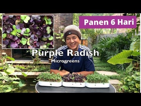 Thumbnail video Microgreen Purple Raidsh, White Radish, Red Radish