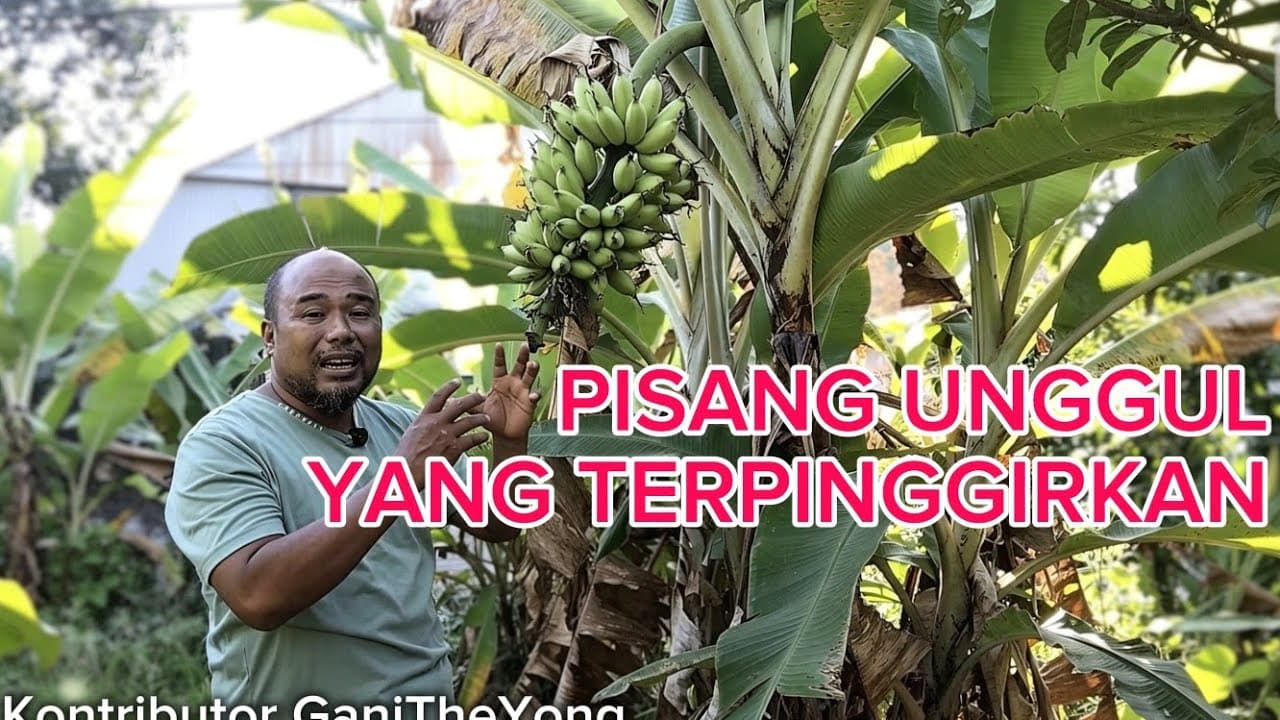 Thumbnail video Pisang ini Unggul tapi Terpinggirkan Karena Murah, Padahal Hanya Beda Tipis