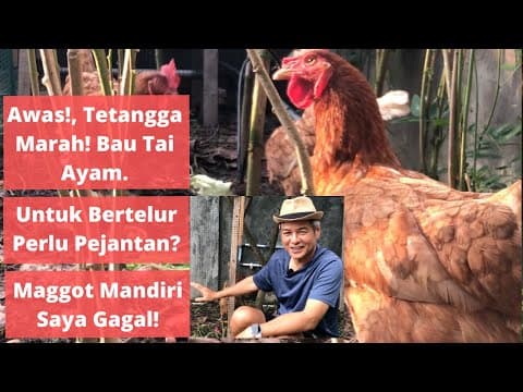 Thumbnail video Setelah 6 bulan punya kandang dengan 3 ekor ayam telur. Asyik?