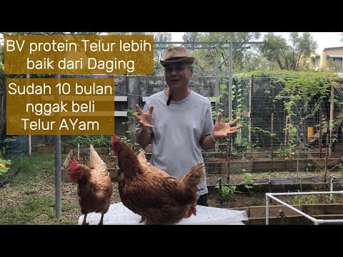 Thumbnail video Protein Super Murah: Telur Ayam Unggul Dibanding Daging!